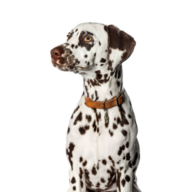 istock Dalmatian in front of white background 1137958361