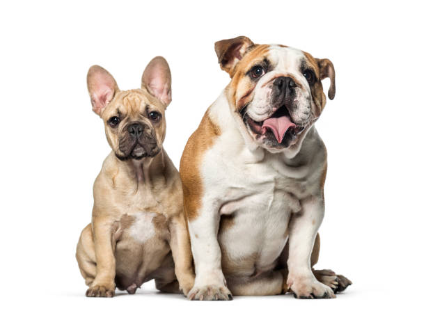 french and english bulldog together isolated - two dogs imagens e fotografias de stock