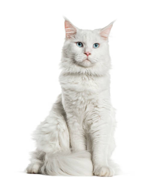 istock Maine Coon, 8 months old, sitting in front of white background 1137958379