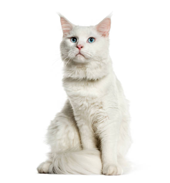 istock Maine Coon, 8 months old, sitting in front of white background 1137958399
