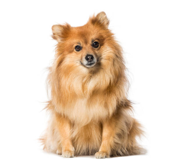 istock Keeshond sitting in front of white background 1137958402