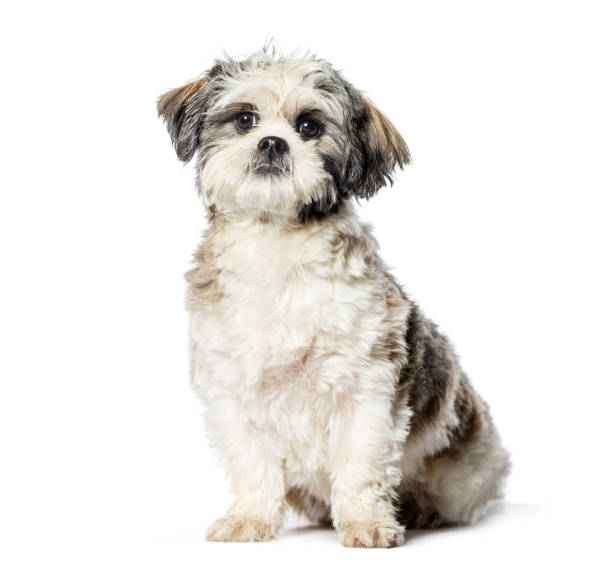 istock Lhasa Apso sitting in front of white background 1137958437