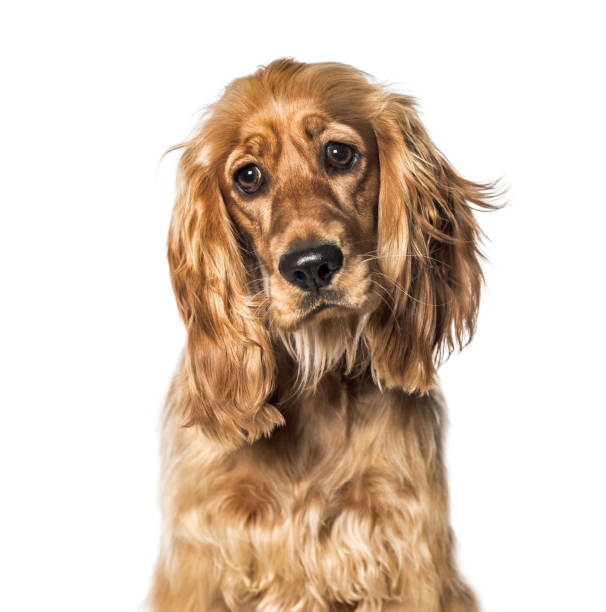 istock English Cocker in front of white background 1137958447