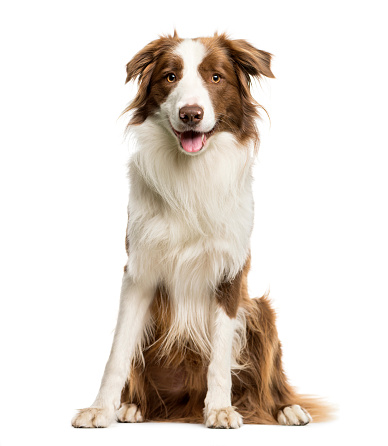 An Australian Sheppard dog looking at the camera with a natural green background.