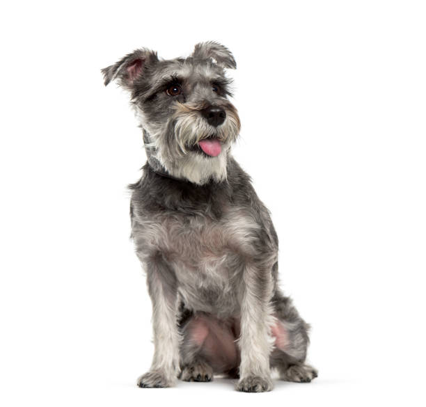 Miniature Schnauzer sitting in front of white background Miniature Schnauzer sitting in front of white background schnauzer stock pictures, royalty-free photos & images