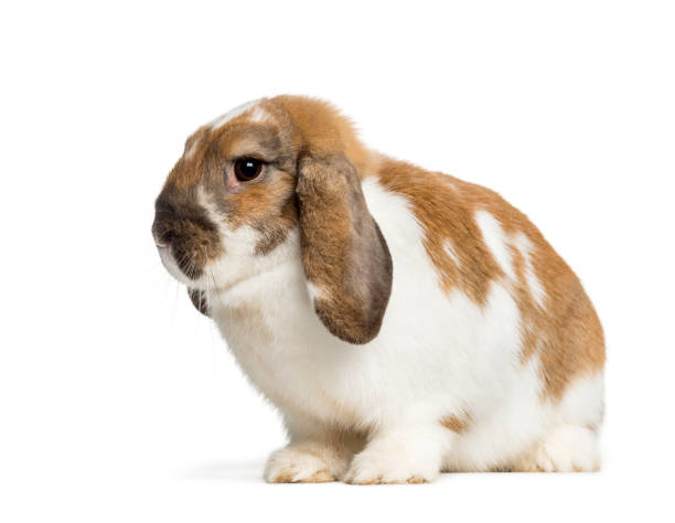 istock Holland Lop in front of white background 1137958510