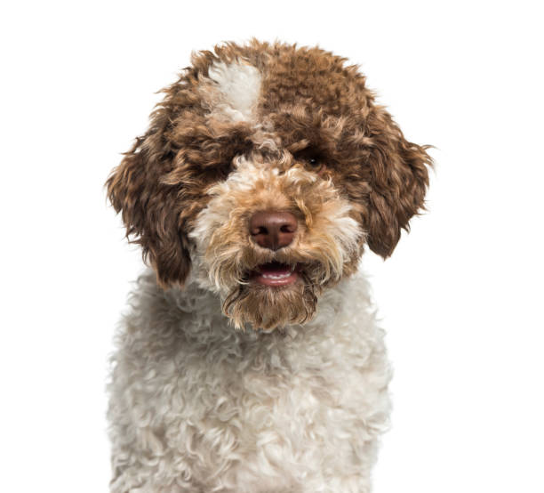 Lagotto Romagnolo, 7 months, in front of white background Lagotto Romagnolo, 7 months, in front of white background lagotto romagnolo stock pictures, royalty-free photos & images