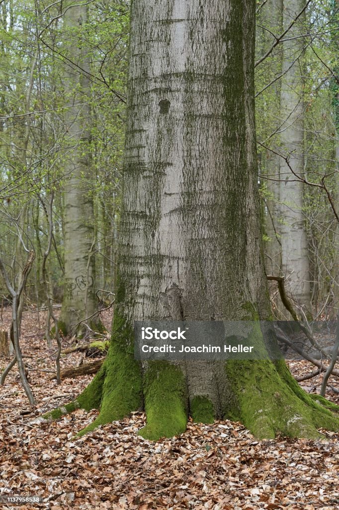 Beech Tree Rtrunk A Big Beech Tree Trunk In Spring Stock Photo - Download Image Now ...