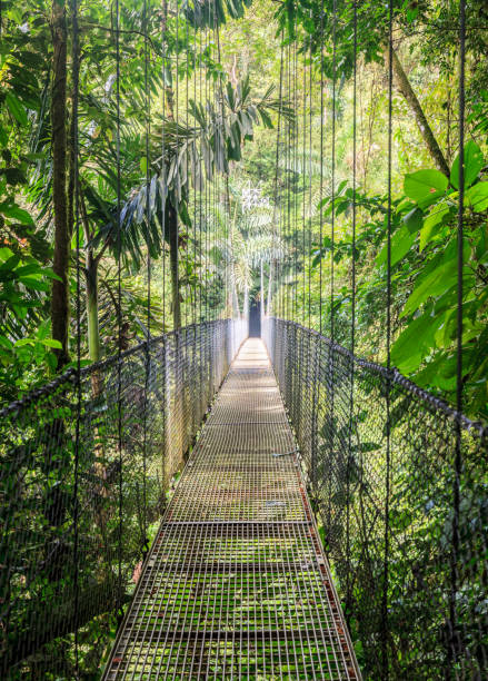 Mistico Arenal Hanging Bridges Park One of 6 hanging bridges in Arenal Hanging Bridges Park in Costa Rica costa rica photos stock pictures, royalty-free photos & images