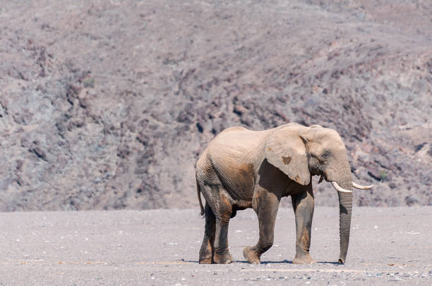Desert elephants are african bush elephants that have made their homes in the Namib deserts. Are solitary and roam over large areas