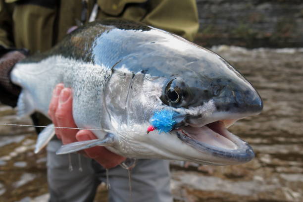istock Salmon River steelhead 1137960546