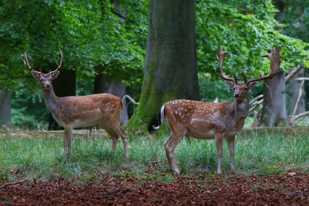 istock Wildlife photo of Fallow deer in forest 1137960603