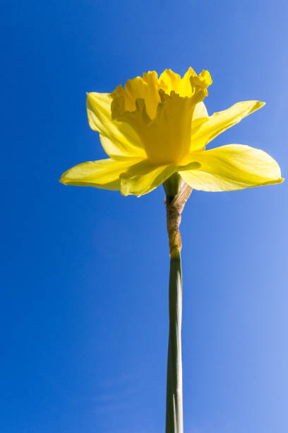 istock Daffodil or Narcissus flower against a clear blue sky 1137960793