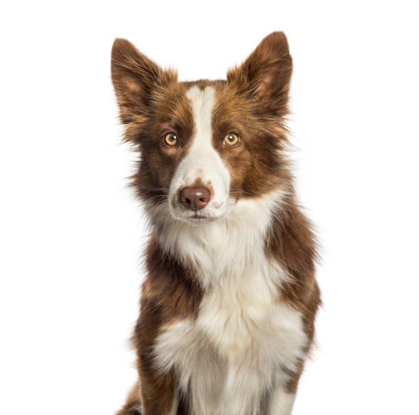 istock Border Collie sitting in front of white background 1137960858