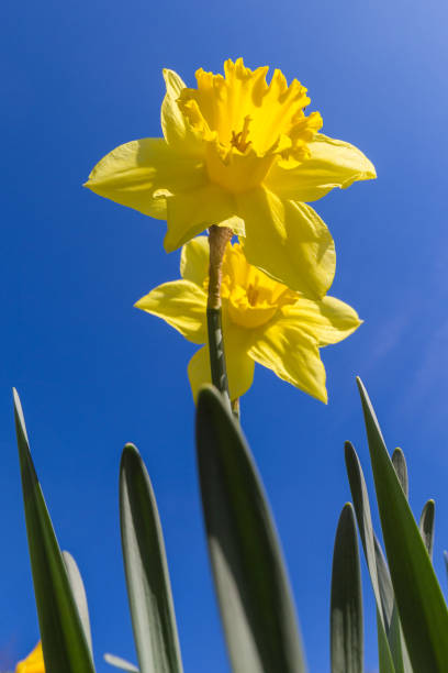 istock Daffodil or Narcissus flower against a clear blue sky 1137960914