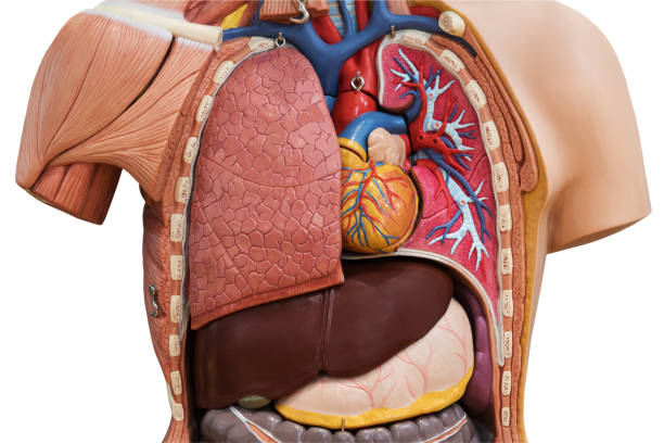 modelo de anatomía humana - modelo anatómico fotografías e imágenes de stock