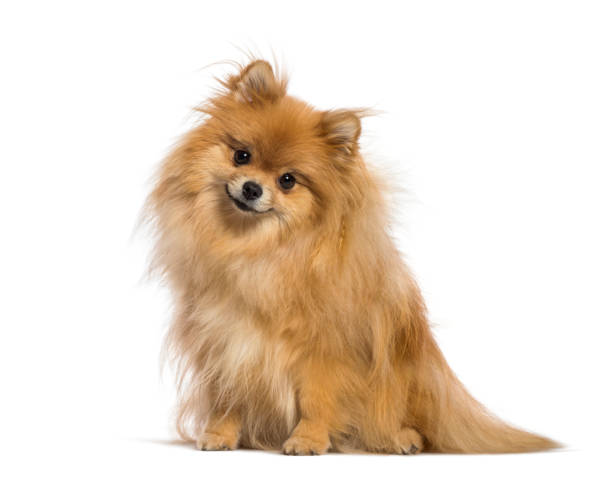 istock Japanese Spitz sitting in front of white background 1137961058