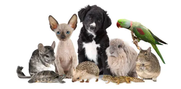 A large group of different animals isolated on a white background, which includes puppy dog, kitten, chinchilla, degu, hedgehog, parrot, rabbit and lizard.
