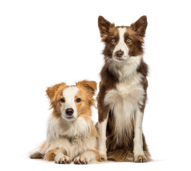istock Border Collie sitting in front of white background 1137961072