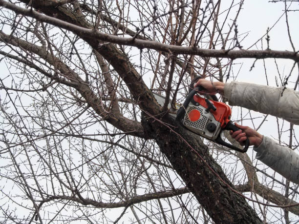 istock Sawing bare apricot branches in autumn and spring, garden care 1137961084