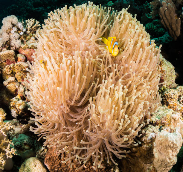 istock a red sea anemone fish in egypt 1137962052
