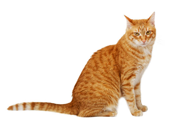 istock Red cat sitting sideways and looking turned straight into the camera 1137962120