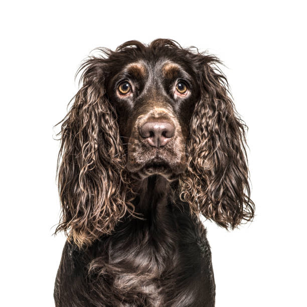 istock English Cocker Spaniel in front of white background 1137962469