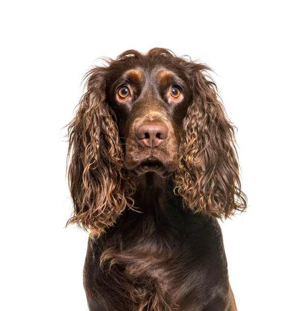 istock English Cocker Spaniel in front of white background 1137962513