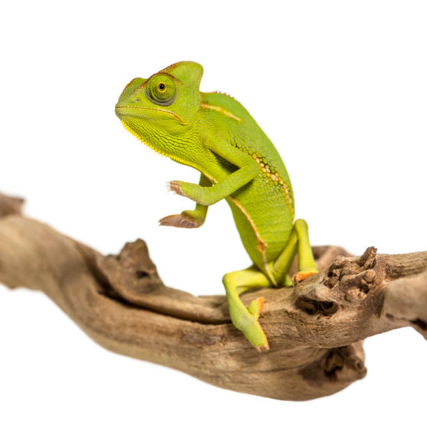 istock Chameleon, Chamaeleo chameleon, on branch in front of white background 1137963076