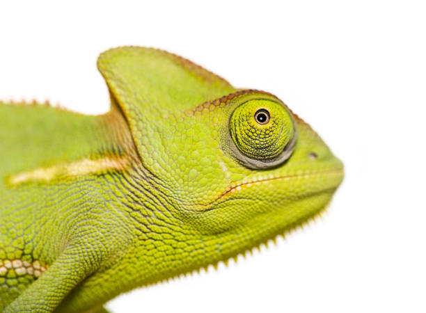 istock Green Chameleon, Chamaeleo chameleon, in front of white background 1137963081