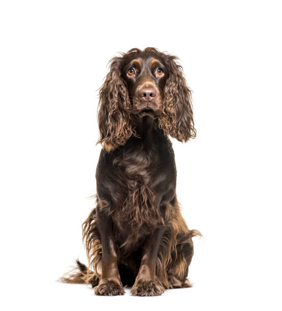 istock English Cocker Spaniel sitting in front of white background 1137963091