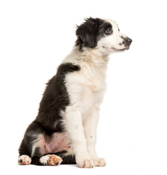 istock Border Collie, 2 months old, sitting in front of white background 1137963116