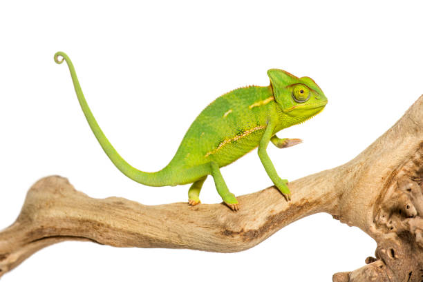 camaleón, chamaeleo camaleón, en rama frente a fondo blanco - chameleon fotografías e imágenes de stock