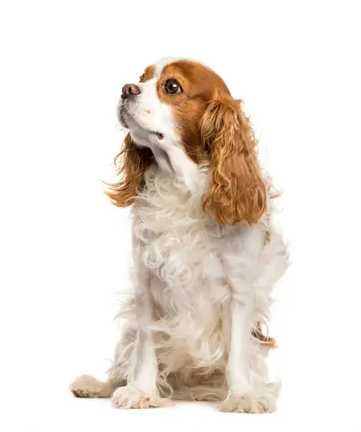Cavalier King Charles Spaniel sitting in front of white background