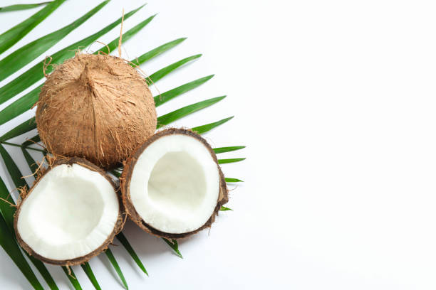 istock Two coconut one of which split with palm branch on white background 1137964064
