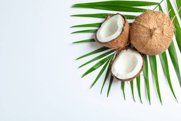 istock Two coconut one of which split with palm branch on white background 1137964074