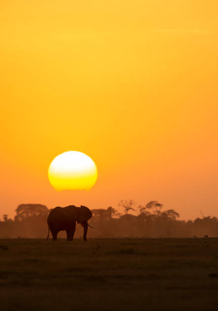 istock Elephant at a Sunset at Amboseli National Park 1137964870