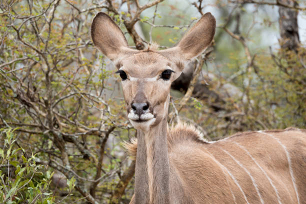istock Nyala in South Africa. 1137965031