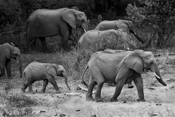 istock Herd of elephants moving. 1137966576