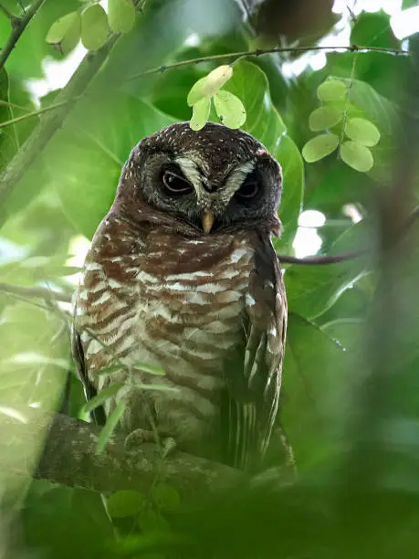 African Wood-owl in its natural habitat in The Gambia