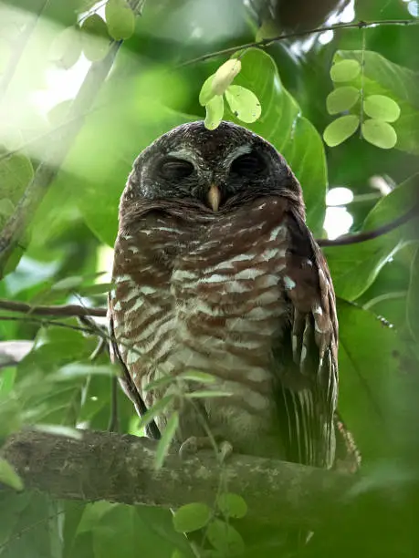 African Wood-owl in its natural habitat in The Gambia