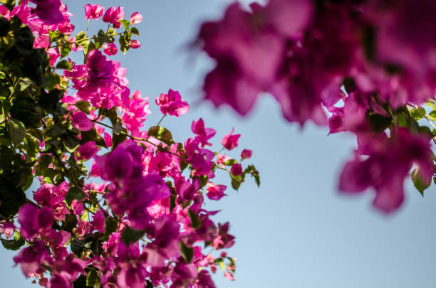 istock Bougainville flowers 1137968801