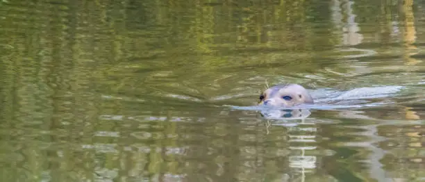 Photo of Seal swimming through the water with the eyes and head above the water