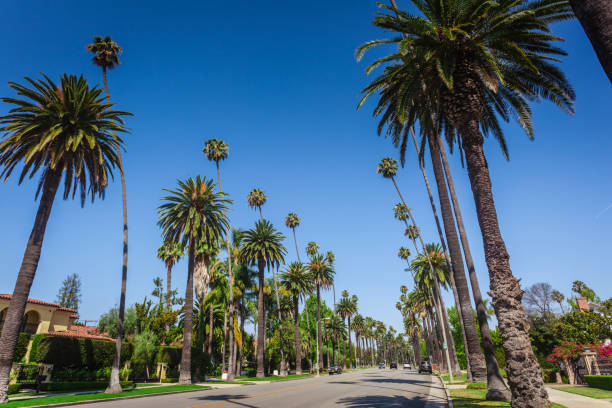 istock Typical palms along the street in Beverly Hills 1137969201