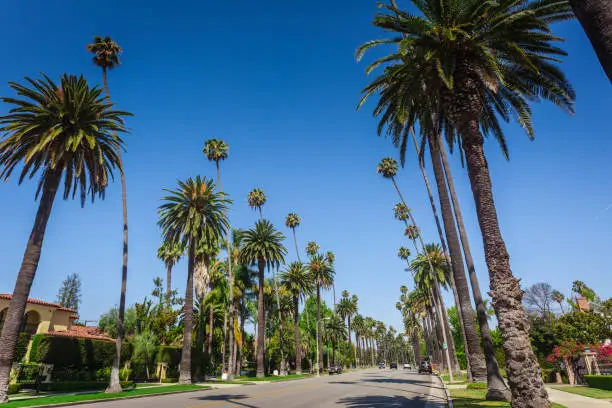 Street in Beverly Hills, luxury district in Los Angeles, California. Typical palms along the road