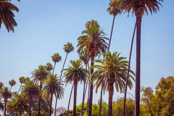 Palms of Beverly Hills Los Angeles California in vintage tone