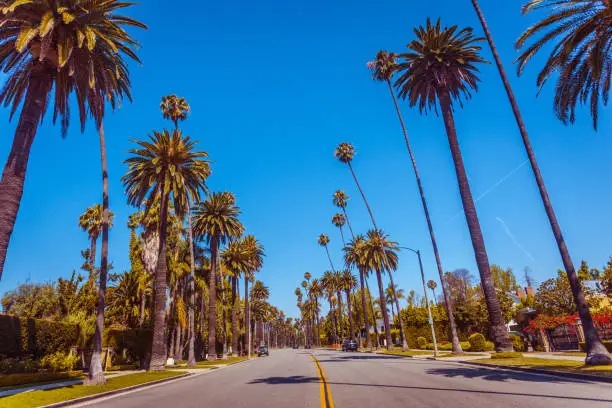 Vintage toned famous palms of Beverly Hills along the street in Los Angeles, Caifornia