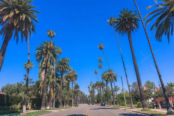 Famous Beverly Hills palms along the street in Los Angeles, vintage toned