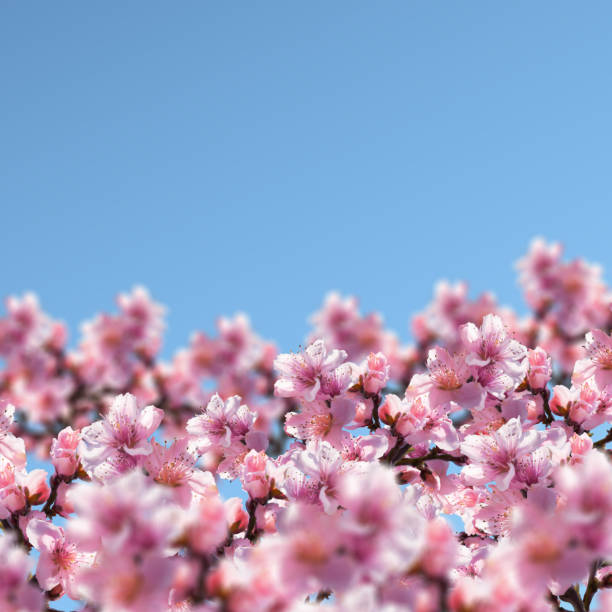 istock Illustration of Tree flowers on a blue sky background. 1137969270