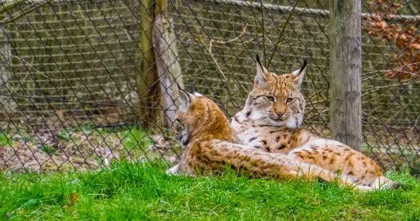 Photo of two Eurasian lynxes laying together in the grass, Wild cats from Eurasia